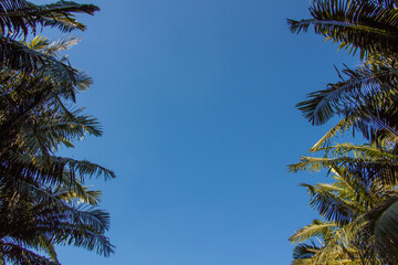 Obraz na płótnie Canvas palm trees sky