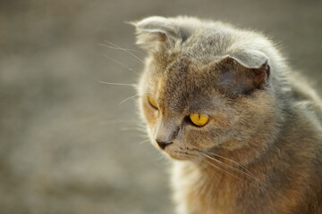 turtle british cat close up face portrait.