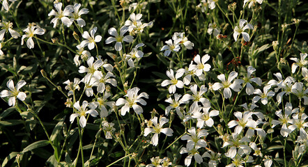 Yaskolka (Latin Cer&aacute;stium)
A carpet of small lilac flowers. Garden plants. Spring background.