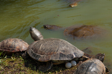 turtle and eggs on water environment