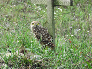The Burrowing Owl (Athene cunicularia floridana), in Cape Coral, Florida