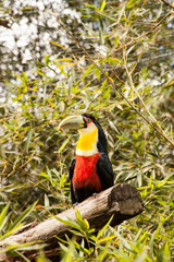 Ramphastos dicolorus
