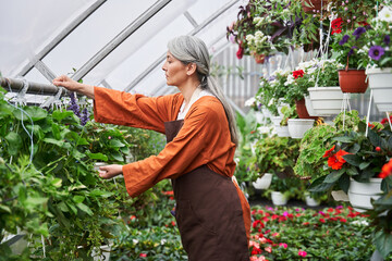 Serious old gardener is working at the greenhouse