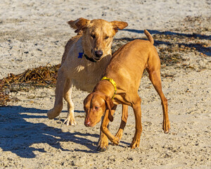 Dogs having fun on the beach in California