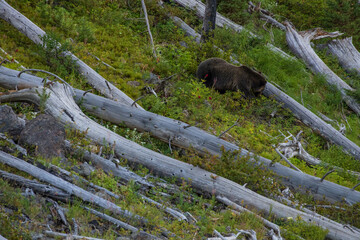 Grizzly bear in the woods