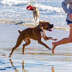 Dogs having fun on the beach in California