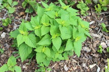 green leaves of a plant
