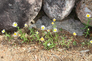 flowers on the stone