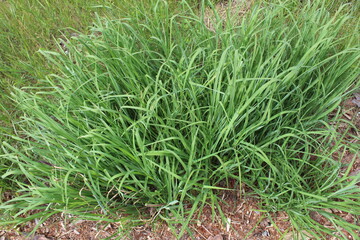 green grass in the garden