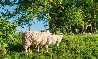 Obraz premium sheep in a meadow