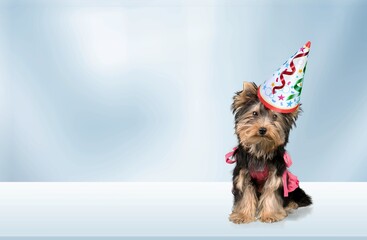 Cute dog wearing a party hat. Dog food, goods for pets advertising concept.