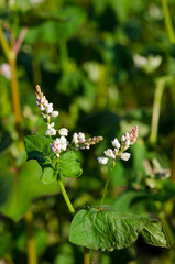 agricultural crop flowering buckwheat close up