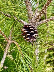 My garden - Pine cone