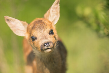 Closeup roe deer cub portrait