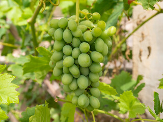 bunch of grapes