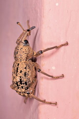 macro of a bug on a wall