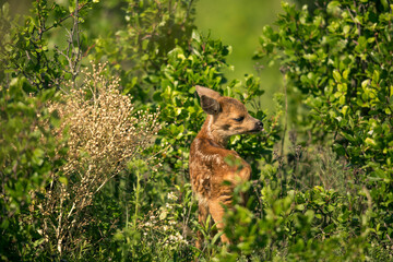 Little cute roe deer walks among the bushes on a green field and waits for the mother  A lone roe deer peeks curiously out of the bushes in a meadow in mid-spring