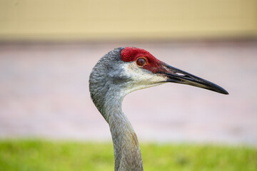 Closeup of sandhill crane head