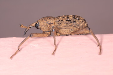 macro of a bug