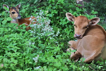 cow and antilope in the meadow