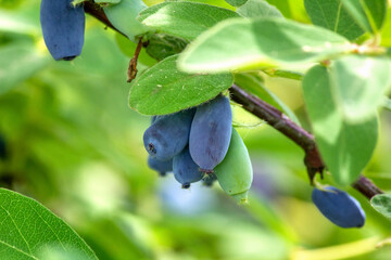 Owoce jagody kamczackiej (Lonicera caerulea) na krzaku