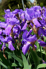 Bearded iris flowers on meadow.  Purple bearded iris. Iris in the garden in the sun. Background image.