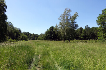 Fototapeta na wymiar Naturschutzgebiet Schavener Heide