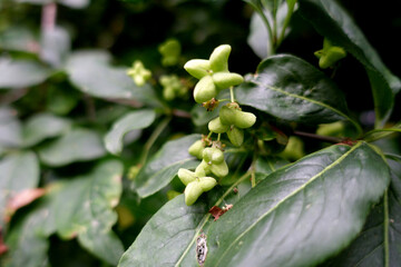 Gewöhnlicher Spindelstrauch (Euonymus europaeus), Pfaffenhütchen