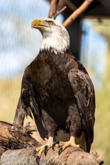 American Bald Eagle at the Phoenix Zoo.