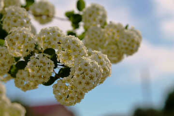 Alyssum. White flowers on a branch. Blooming bush of alyssum.
Background image.