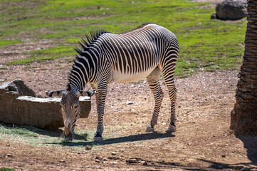 Naklejka na ściany i meble Zebra at the Phoenix Zoo