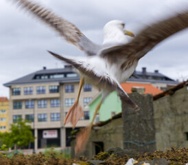 seagull in the city