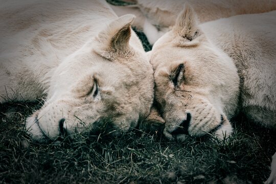 white lion females