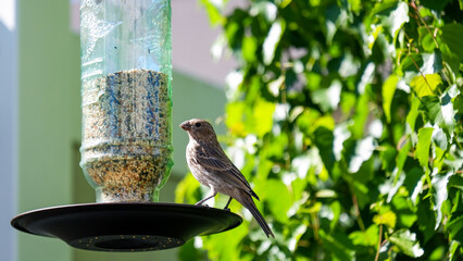 House finch eating seeds at a backyard tube feeder