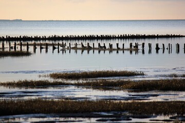 Tidal marsh land reclamation in The Wadden Sea National Park, Southern Jutland, Denmark ( Vadehavet )