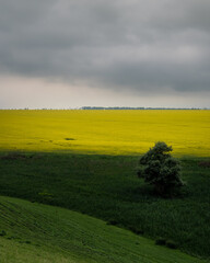 green tree on the background of a yellow rapeseed field