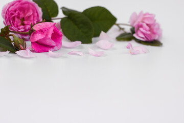 Obraz na płótnie Canvas pink flowers and petals on a white background. copy space. selective focus. rose and peony.