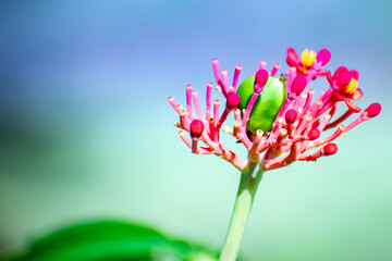 Coral plant (Jatropha multifida) on blue and green background