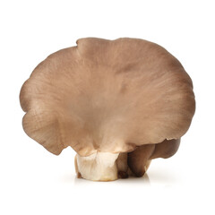 oyster mushroom on white background