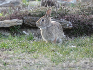 rabbit