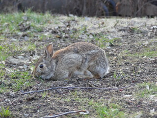 rabbit in the grass