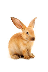 rabbits isolated on white background 