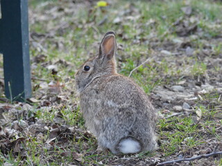 rabbit in the garden