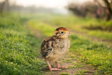 Organic Roaming Village Chicken on green grass
