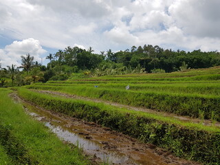 Fototapeta na wymiar rizière ou culture de champs de riz, patrimoine UNESCO, coin incourtounable à visiter en Asie, agriculture à l'ancienne, vaste champs de culture, plein de verdure et bassin de culture