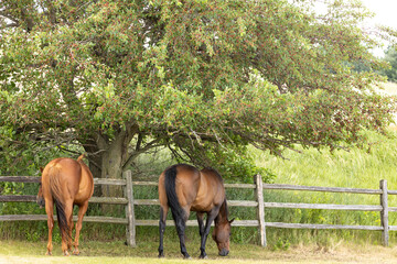 Two brown horses grazing under a tree in the shade with a split rail fence.