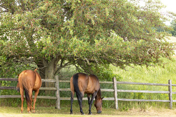 Naklejka premium Two brown horses grazing under a tree in the shade with a split rail fence.