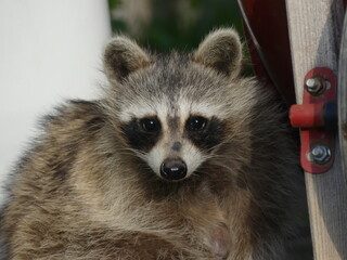 Obraz premium raccoon