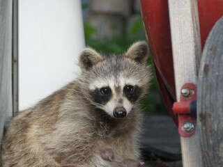 racoon