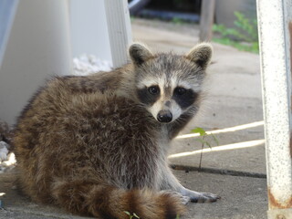 raccoon